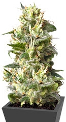 Lemon Shining Silver Haze fem (RQS)