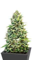 Malawi Gold fem (Anesia Seeds)