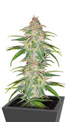 Mandarin Thuggee fem (AlphaFem Seeds)