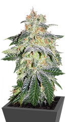 Muneka Rusa (Russian Doll) fem (Kannabia Seeds)