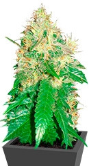 Northern Light Blue fem (Delicious Seeds)