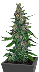 Timanfaya Auto fem (VIP seeds)