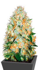 Auto Bubblegum+ Pro (Auto Bubblegum+) fem (Victory Seeds)