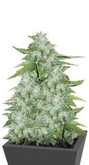 CBD Auto 20:1 fem (FastBuds) семена конопли