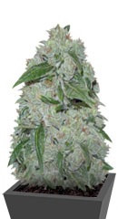 Chronic Ryder Auto fem (Doctor’s Choice) семена конопли