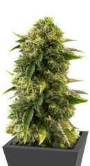 Different Gorilla fem (AlphaFem Seeds) семена конопли