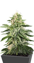 Girl Scout Cookies Auto fem (Original Sensible Seeds) семена конопли