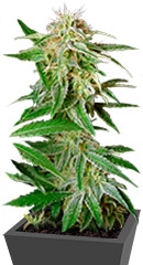 Ladyburn 1974 fem (GHS)