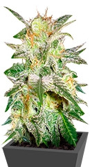 New York 47 fem (World of Seeds)