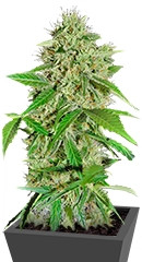 Northern Lights Auto fem семена конопли Green House Seeds