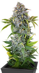 Orange President Auto fem (FastBuds)