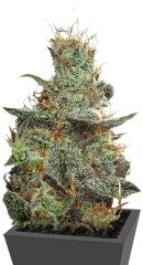 White Castle fem (Nirvana Seeds)