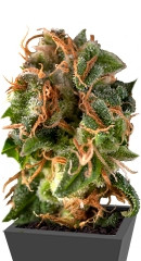 Auto Fresh Candy fem (Pyramid Seeds)