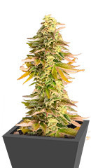 Chem Cookies fem (AlphaFem Seeds) семена конопли