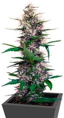 Dark Devil Auto fem (Sweet Seeds)