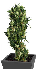 Kalashnikov Express fem (Kalashnikov Seeds) семена конопли