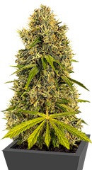 Kali & the Chocolate Factory fem (KFC Seeds)