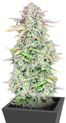 Original Trainwreck Auto fem (FastBuds)