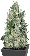 Spicy White Devil fem (Samsara Seeds)