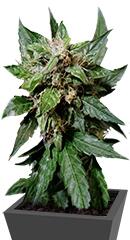 Auto Durban Poison fem (Dutch Passion)