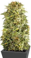 Auto Haze fem (Female Seeds)