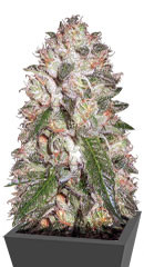 Auto OG Kush fem (Victory Seeds)