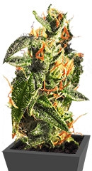 Diesel Glue (BCN Diesel) fem (Kannabia Seeds)