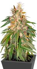 C13 Haze regular (DNA Genetics)