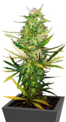 Diamond Girl fem (GHS)