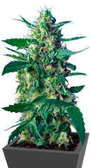 NYC Diesel Auto (Ice Cool Auto) fem (Sweet Seeds)