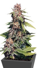 Kannabia Special (Big Bull) fem (Kannabia Seeds)