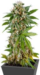 Kush-N-Cheese Autoflowering fem (Dinafem Seeds)