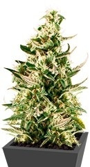 Royal Critical Automatic fem (RQS)