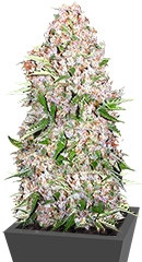 Skunk Special fem (Female Seeds)