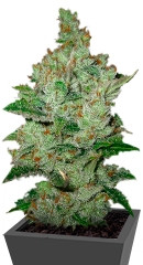 Super Lemon Haze fem (Green House Seeds) семена конопли