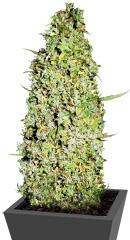 The Unlimited fem (Bulk Seed Bank)