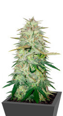 Wedding Cake fem (Cali Buds Seeds)