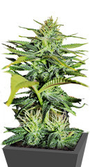 GG4 Sherbet FF fem (FastBuds) семена конопли