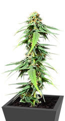 AFS Princess fem (AlphaFem Seeds)