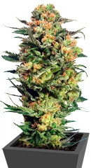 Armata Skunk fem (Dutch Passion)