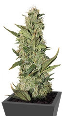 Blackberry auto fem (FastBuds)