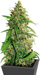 CBD Auto Compassion Lime fem (Dutch Passion)