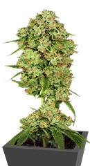 Canadian Kush 2.0 fem (Medical Seeds)