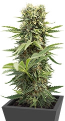 Dedoverde Haze fem (Humboldt Seeds)