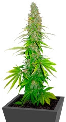 Double White fem (Sweet Seeds)