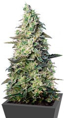 Green Poison XL Auto fem (Sweet Seeds)