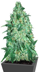 Jekyll Passion fem (Samsara Seeds)