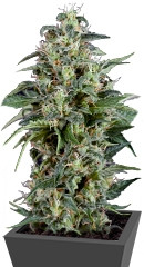 Kryptonite fem (Pyramid Seeds)