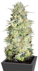 Auto Loveryder fem (Bulk Seed Bank)