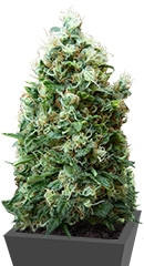 Phatt Fruity fem (Barney's Farm)